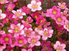 Saxifraga Mossy Seeds "Species Mix"  ground-cover ! - Caribbean garden seed