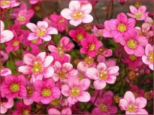 Saxifraga Mossy Seeds "Species Mix"  ground-cover ! - Caribbean garden seed
