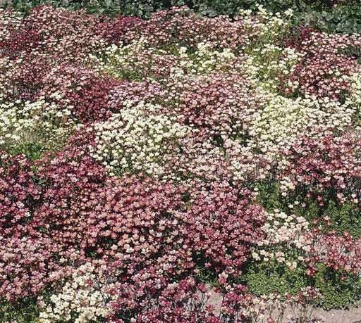 Saxifraga Mossy Seeds "Species Mix"  ground-cover ! - Caribbean garden seed