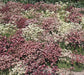 Saxifraga Mossy Seeds "Species Mix"  ground-cover ! - Caribbean garden seed