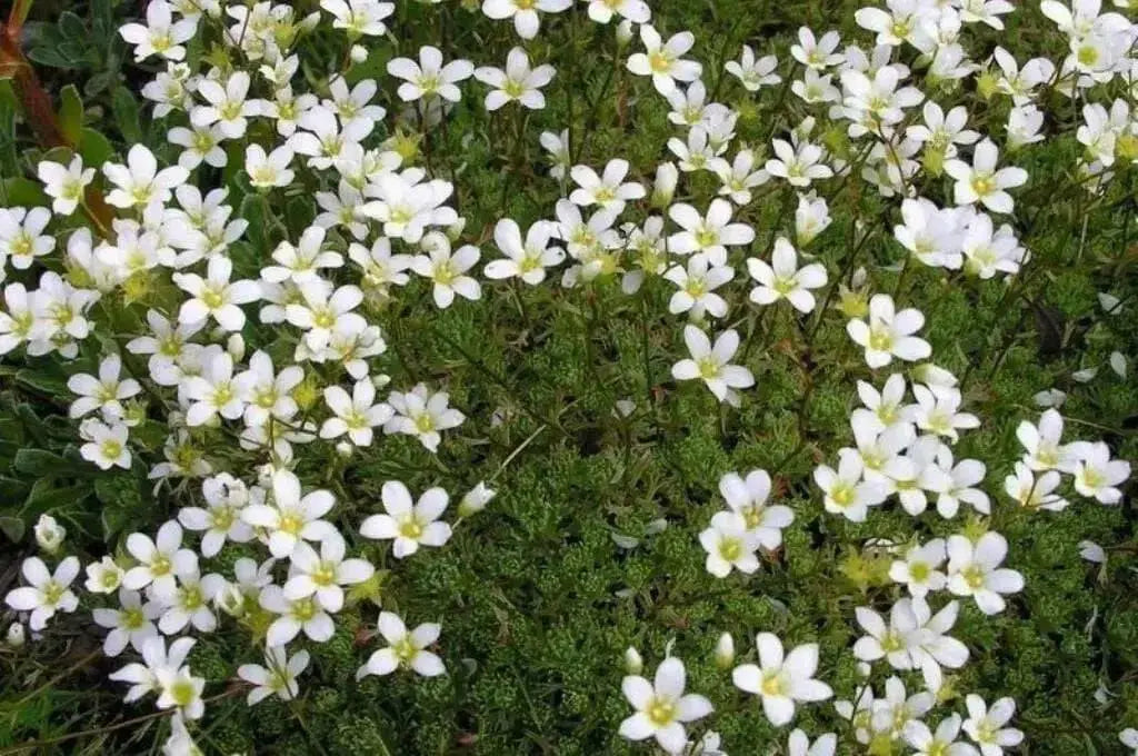 Saxifraga Mossy Seeds "Species Mix"  ground-cover ! - Caribbean garden seed