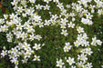Saxifraga Mossy Seeds "Species Mix"  ground-cover ! - Caribbean garden seed