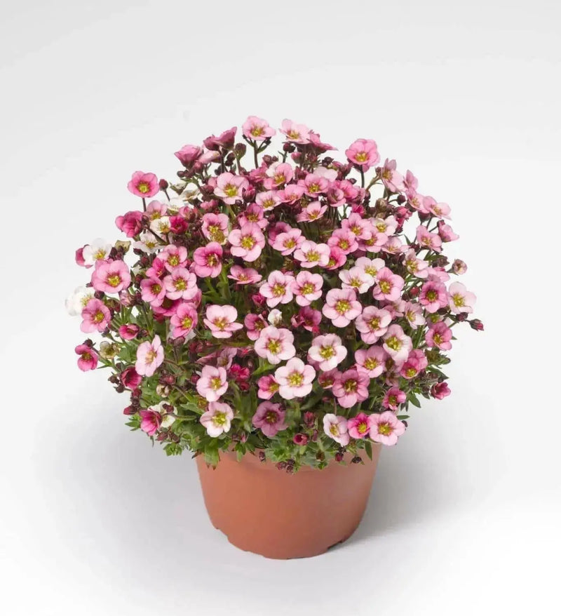 Saxifraga Mossy Seeds "Species Mix"  ground-cover ! - Caribbean garden seed
