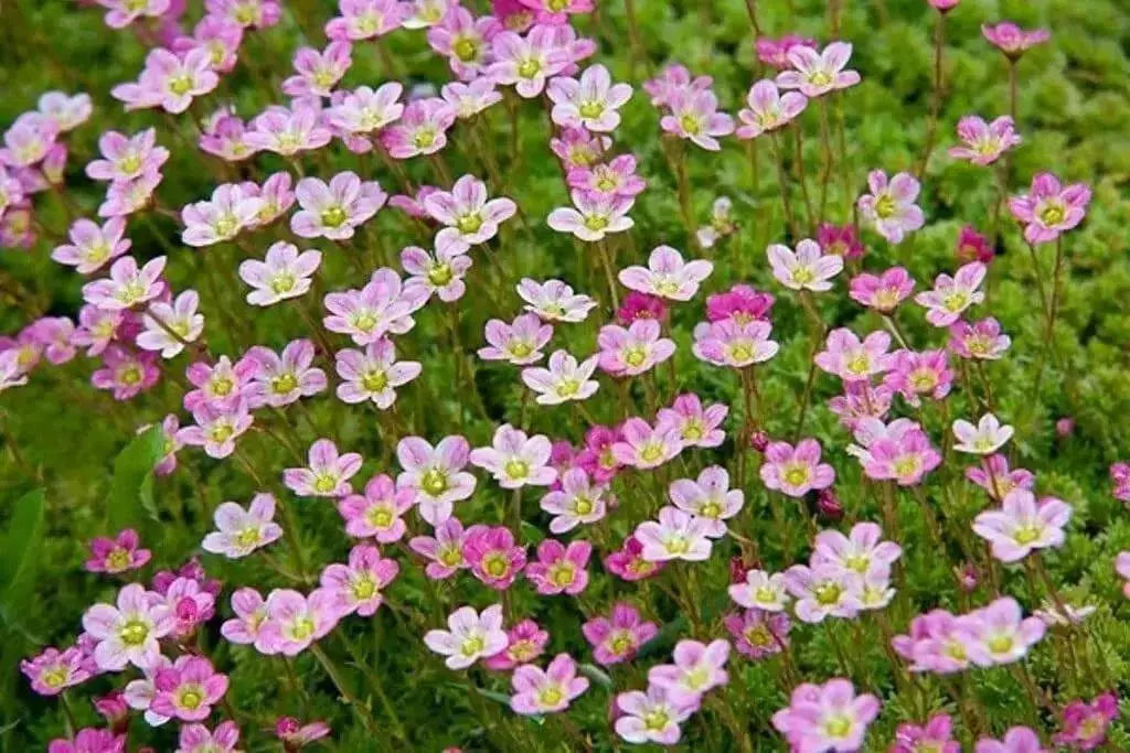 Saxifraga Mossy Seeds "Species Mix"  ground-cover ! - Caribbean garden seed