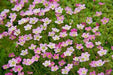 Saxifraga Mossy Seeds "Species Mix"  ground-cover ! - Caribbean garden seed