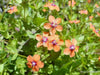 Scarlet pimpernel, Seeds - Annual Flowers - Caribbean garden seed
