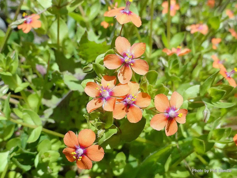 Scarlet pimpernel, Seeds - Annual Flowers - Caribbean garden seed