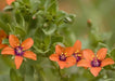 Scarlet pimpernel, Seeds - Annual Flowers - Caribbean garden seed