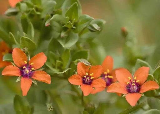 Scarlet pimpernel, Seeds - Annual Flowers - Caribbean garden seed