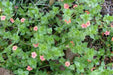 Scarlet pimpernel, Seeds - Annual Flowers - Caribbean garden seed