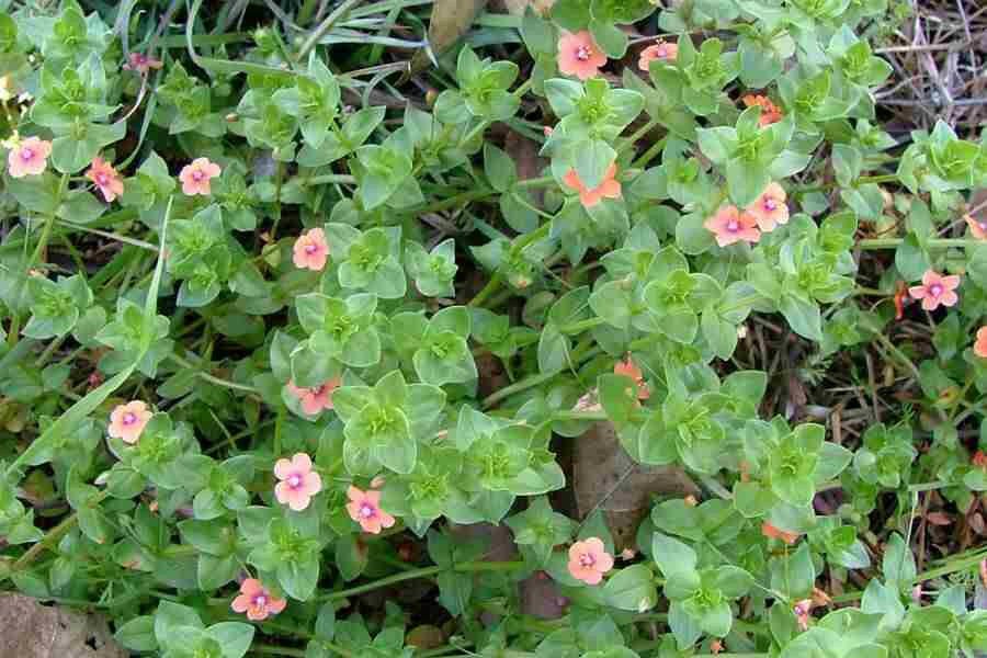 Scarlet pimpernel, Seeds - Annual Flowers - Caribbean garden seed