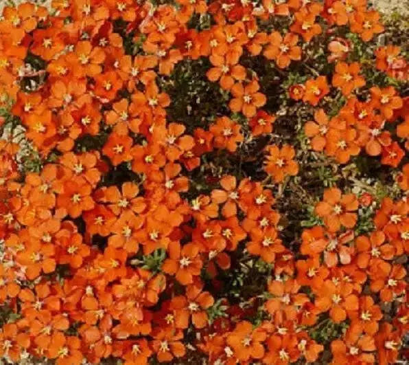 Scarlet pimpernel, Seeds - Annual Flowers - Caribbean garden seed