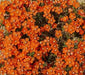Scarlet pimpernel, Seeds - Annual Flowers - Caribbean garden seed