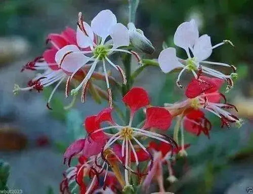 Scarlet Gaura Flowers Seed,  Gaura coccinea, Perennial - Caribbean garden seed