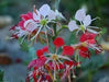 Scarlet Gaura Flowers Seed,  Gaura coccinea, Perennial - Caribbean garden seed