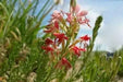 Scarlet Gaura Flowers Seed,  Gaura coccinea, Perennial - Caribbean garden seed