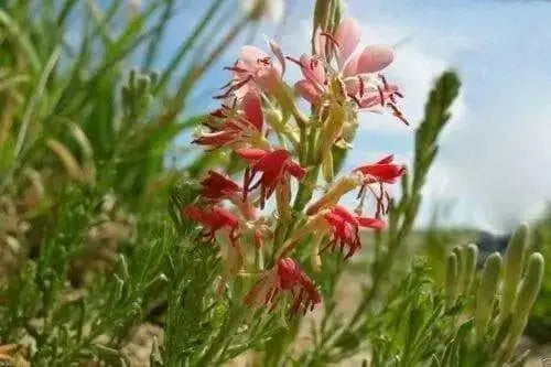 Scarlet Gaura Flowers Seed,  Gaura coccinea, Perennial - Caribbean garden seed
