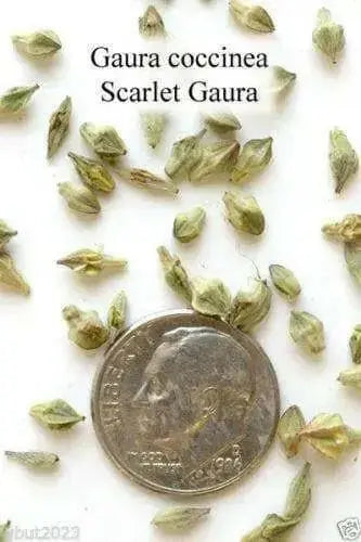 Scarlet Gaura Flowers Seed,  Gaura coccinea, Perennial - Caribbean garden seed