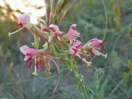 Scarlet Gaura Flowers Seed,  Gaura coccinea, Perennial - Caribbean garden seed