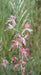 Scarlet Gaura Flowers Seed,  Gaura coccinea, Perennial - Caribbean garden seed