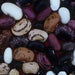Scarlet Runner Bean (POLE BEAN) MIXED FLOWERS VINE - Caribbean garden seed
