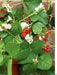 Scarlet Runner Bean (POLE BEAN) MIXED FLOWERS VINE - Caribbean garden seed