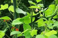 Scarlet Runner Bean (POLE BEAN) MIXED FLOWERS VINE - Caribbean garden seed