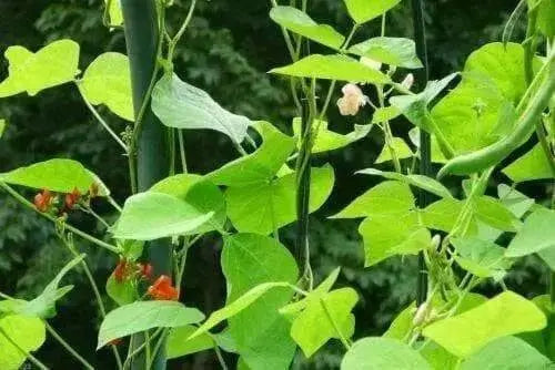 Scarlet Runner Bean (POLE BEAN) MIXED FLOWERS VINE - Caribbean garden seed