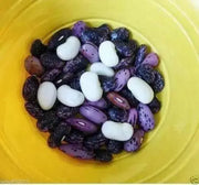 Scarlet Runner Bean (POLE BEAN) MIXED FLOWERS VINE - Caribbean garden seed
