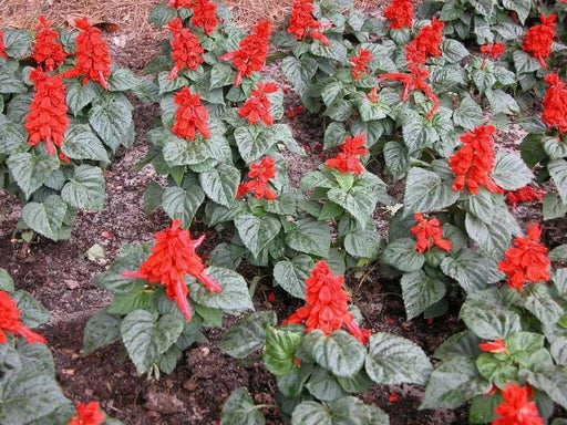 Scarlet Sage (Salvia Coccinea)  Flowers seed - Caribbean garden seed
