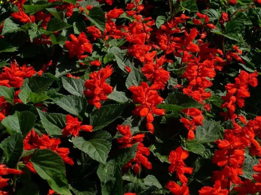 Scarlet Sage (Salvia Coccinea)  Flowers seed - Caribbean garden seed