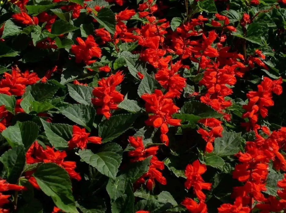 Scarlet Sage (Salvia Coccinea)  Flowers seed - Caribbean garden seed