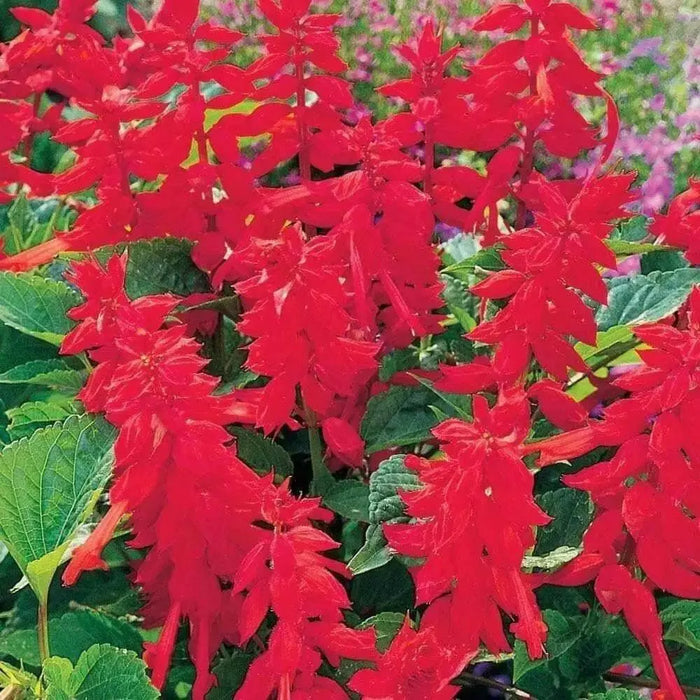 Scarlet Sage (Salvia Coccinea)  Flowers seed - Caribbean garden seed