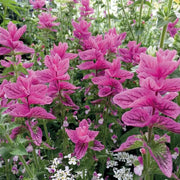 Salvia Seeds - Salvia Horminum , Pink Sunday, Annual Flowers - Caribbean garden seed