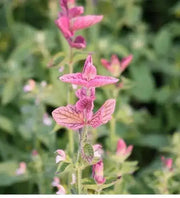 Salvia Seeds - Salvia Horminum , Pink Sunday, Annual Flowers - Caribbean garden seed