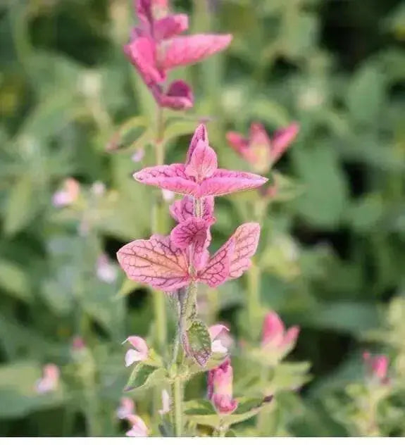 Salvia Seeds - Salvia Horminum , Pink Sunday, Annual Flowers - Caribbean garden seed