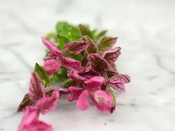 Salvia Seeds - Salvia Horminum , Pink Sunday, Annual Flowers - Caribbean garden seed
