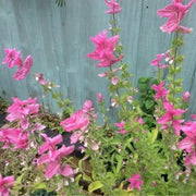 Salvia Seeds - Salvia Horminum , Pink Sunday, Annual Flowers - Caribbean garden seed