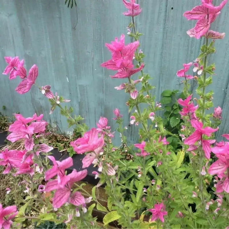 Salvia Seeds - Salvia Horminum , Pink Sunday, Annual Flowers - Caribbean garden seed
