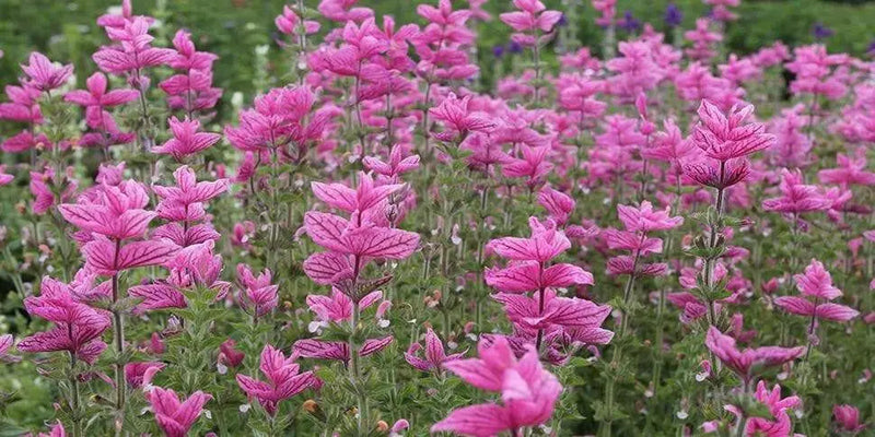 Salvia Seeds - Salvia Horminum , Pink Sunday, Annual Flowers - Caribbean garden seed