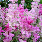 Salvia Seeds - Salvia Horminum , Pink Sunday, Annual Flowers - Caribbean garden seed