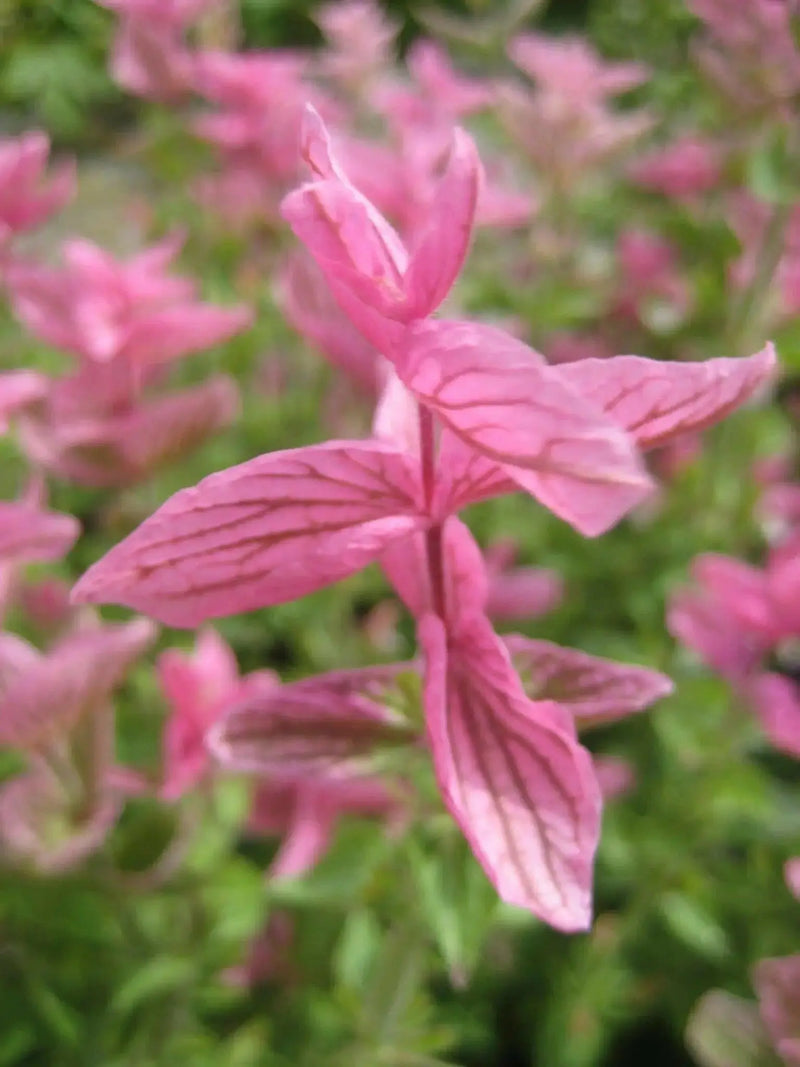Salvia Seeds - Salvia Horminum , Pink Sunday, Annual Flowers - Caribbean garden seed