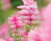 Salvia Seeds - Salvia Horminum , Pink Sunday, Annual Flowers - Caribbean garden seed