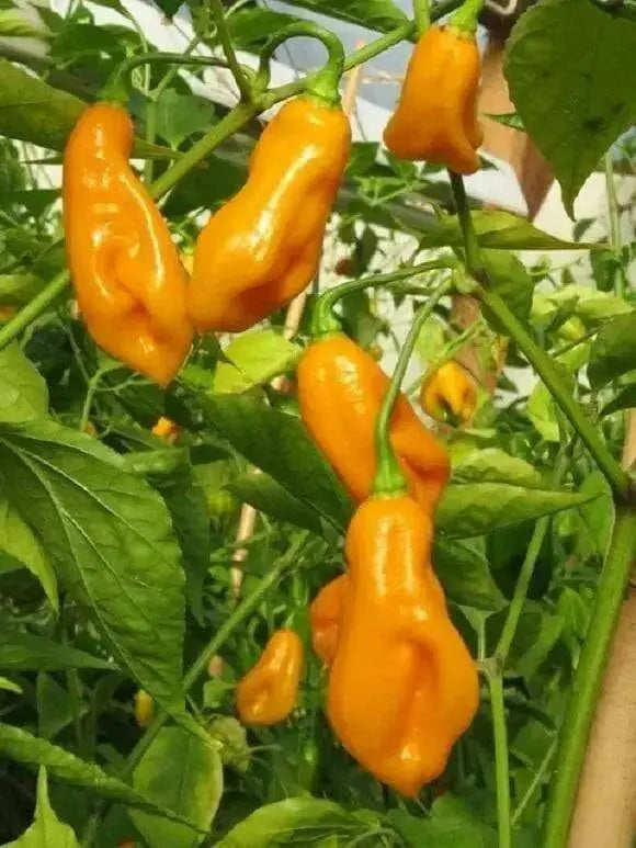 Scotch Bonnet Pepper Seeds ( Capsicum chinense ) Jamaica Long - Caribbean garden seed