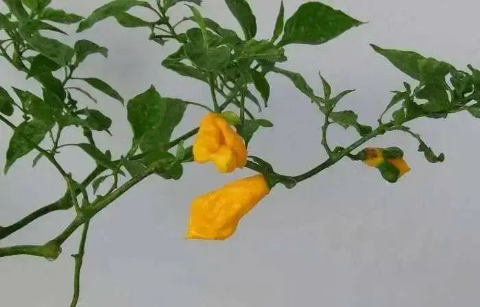 Scotch Bonnet Pepper Seeds ( Capsicum chinense ) Jamaica Long - Caribbean garden seed