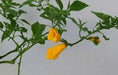Scotch Bonnet Pepper Seeds ( Capsicum chinense ) Jamaica Long - Caribbean garden seed