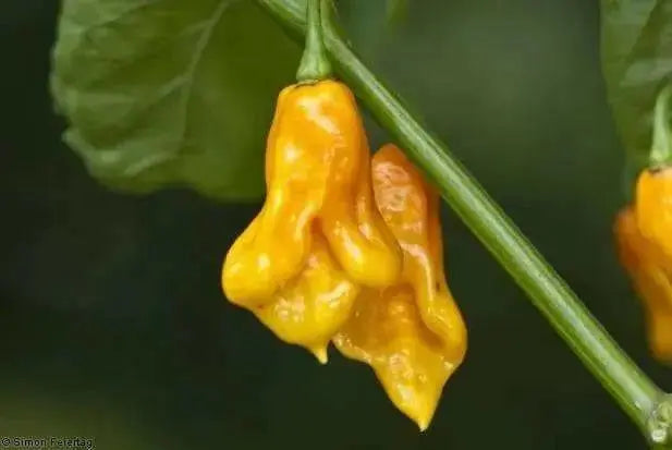 Scotch Bonnet Pepper Seeds ( Capsicum chinense ) Jamaica Long - Caribbean garden seed