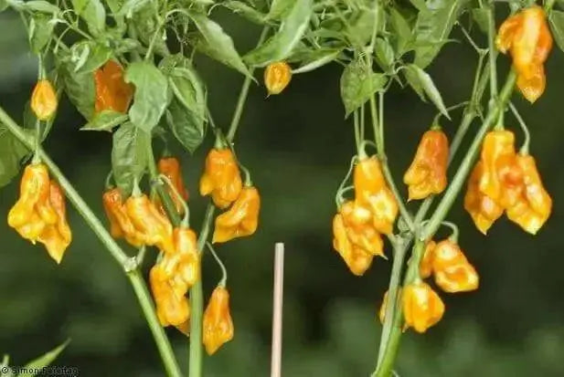 Scotch Bonnet Pepper Seeds ( Capsicum chinense ) Jamaica Long - Caribbean garden seed