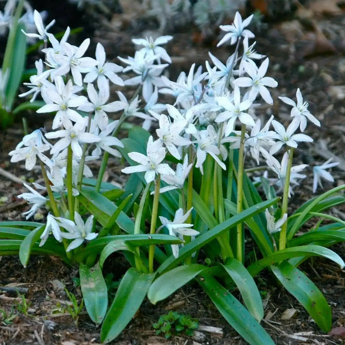 Scilla Tubergeniana (White Squill) fall planting Bulbs - Caribbean garden seed