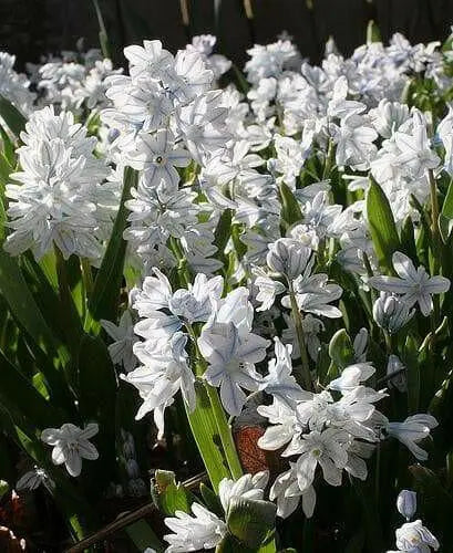 Scilla Tubergeniana (White Squill) fall planting Bulbs - Caribbean garden seed